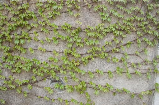 壁の蔦 壁の蔦 つた,蔦,壁の写真素材