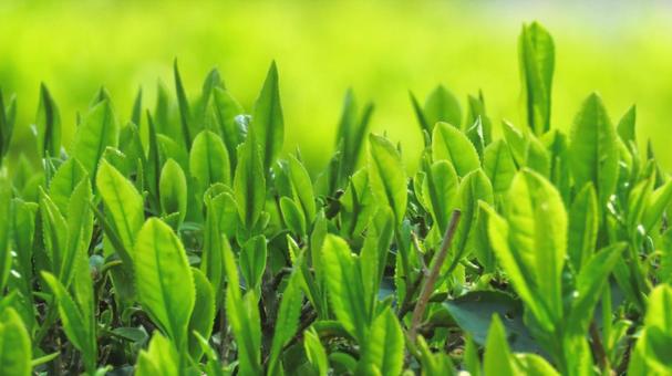 茶畑 お茶,緑茶,茶葉の写真素材