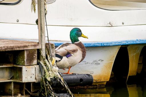 桟橋を歩くマガモ 桟橋を歩くマガモ マガモ,カモ,鴨の写真素材