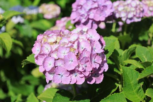 Pink hydrangea, JPG