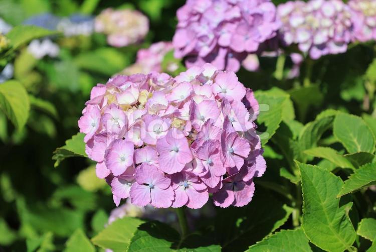ピンクの紫陽花 あじさい,紫陽花,ガクアジサイの写真素材