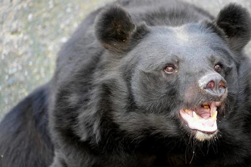 ツキノワグマ クマ,熊,動物の写真素材