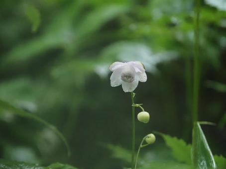 Photo, rhesus shuma, flower, grass, 