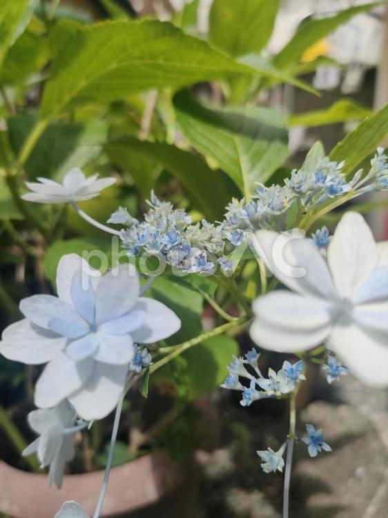 紫陽花 自然,鮮やか,紫陽花の写真素材
