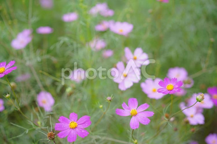 満開のピンクのコスモス畑 コスモス,花,背景の写真素材