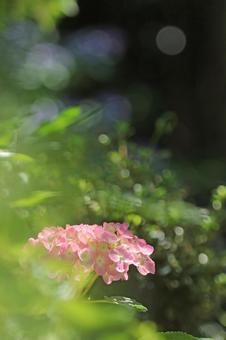 紫陽花 紫陽花の写真