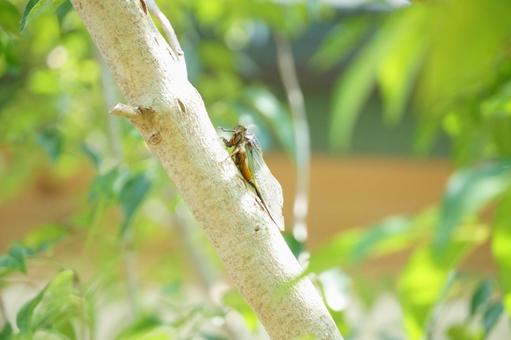 Cicada, JPG Cicada, JPG