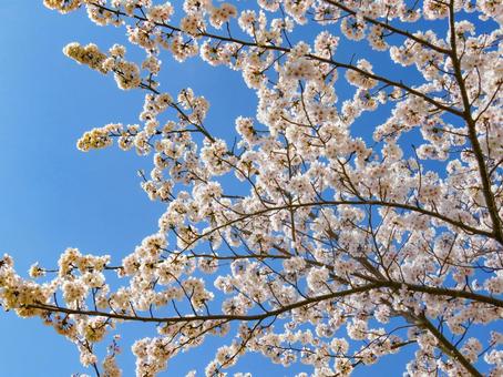 春イメージ〜満開の桜の木 春イメージ〜満開の桜の木の写真