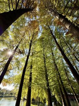 見上げる木々と光 木,杉,木漏れ日の写真素材