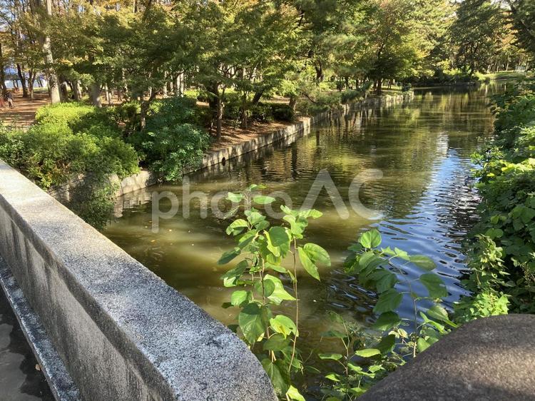 緑あふれる公園　湖 湖,綺麗,風景の写真素材