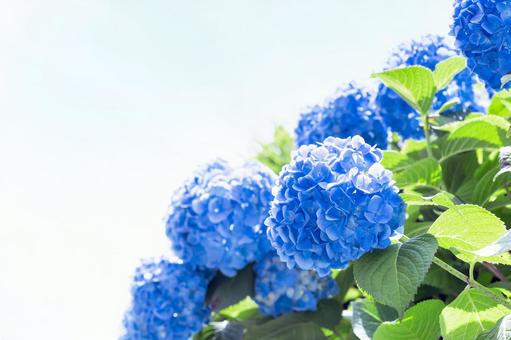 紫陽花2025(青) 紫陽花2025(青)の写真