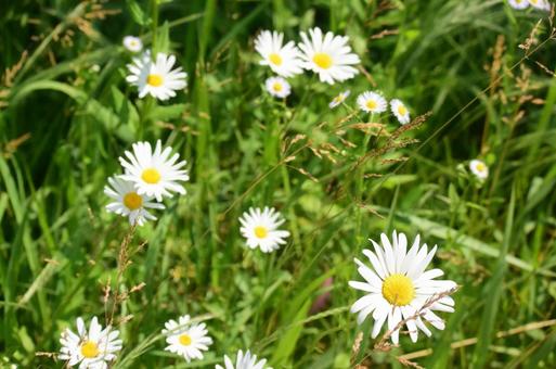 白色の花の写真