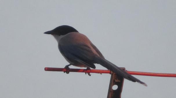 夕陽のオナガ 夕陽のオナガ オナガ,尾長,野鳥の写真素材