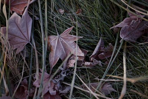 霜がついた落ち葉 落ち葉,霜,枯葉の写真素材