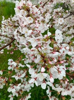 雨あがりの桜 雨あがりの桜の写真