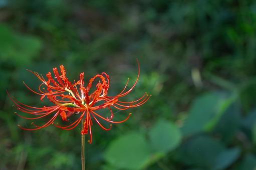 Red spider lilies on a green background, JPG