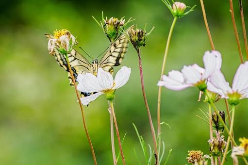 コスモスとキアゲハ(51) コスモスとキアゲハ(51)の写真