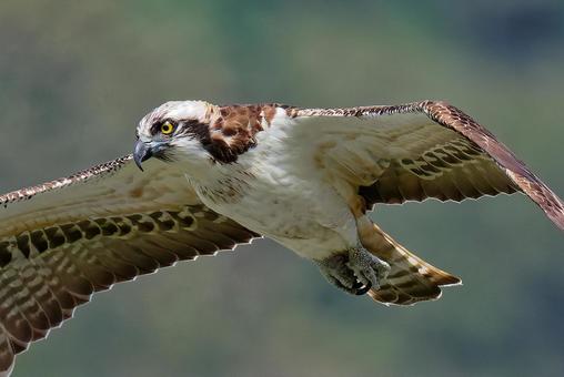 飛びながら獲物を探すミサゴ ミサゴ,鶚,ウオタカの写真素材