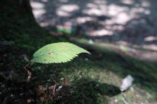 木漏れ日に浮かぶ一枚の葉 木漏れ日に浮かぶ一枚の葉 葉,緑,森の写真素材