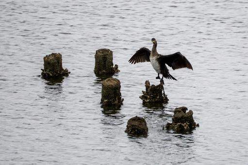 ウミウの若鳥⑷ 鳥,ウミウ,若鳥の写真素材