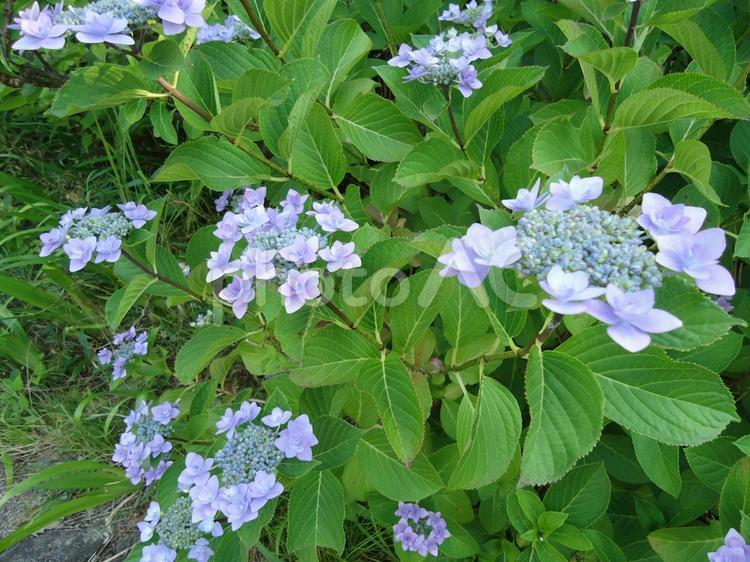 アジサイ　あじさい　紫陽花 あじさい,しょか,しょくぶつの写真素材