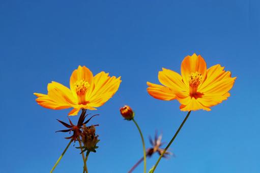 キバナコスモス3の写真