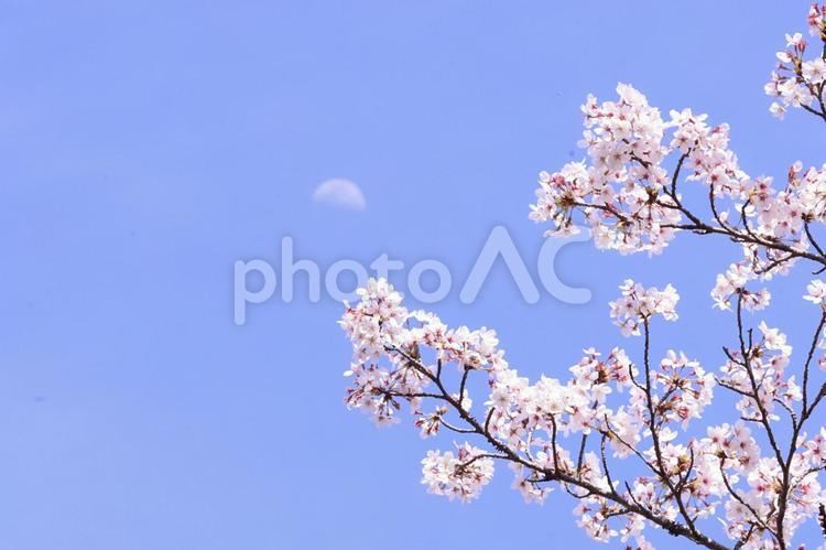 昼の月に向かって咲く桜 春,空,風景の写真素材