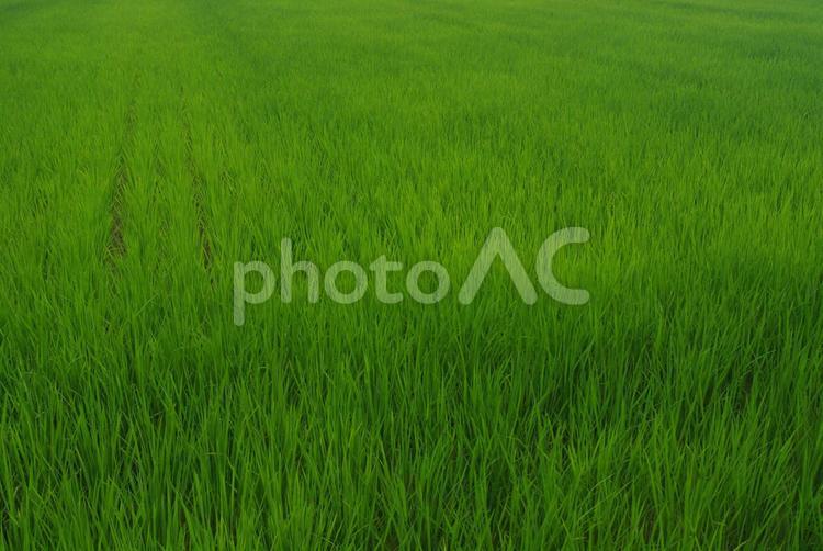 緑の絨毯 田んぼ,稲,緑の写真素材