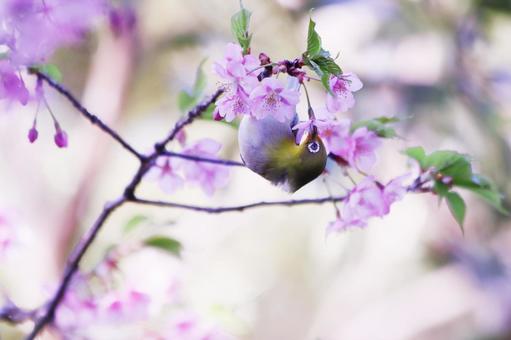 河津桜の蜜を吸うメジロ メジロ,桜,春の写真素材