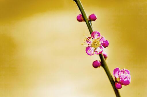 梅の花4 梅の花,１月,2月の写真素材