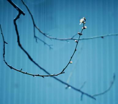 青の建物と梅の写真