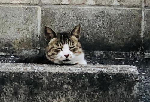 Photo, cat, street cat, break, 