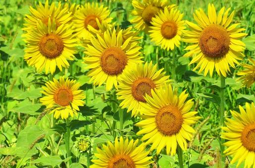 向日葵 向日葵 向日葵,花畑,夏の写真素材