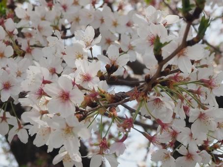 桜 桜の写真