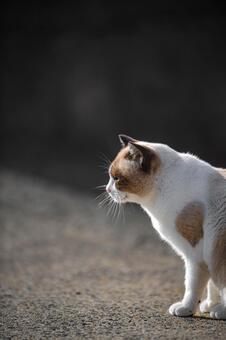 海と猫の風景 海,海岸,海岸沿いの写真素材