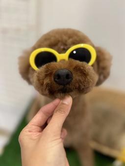サングラス犬 サングラス犬の写真