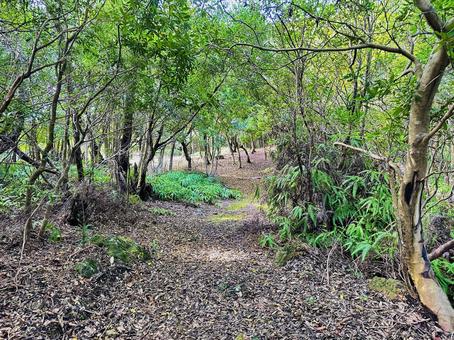 古道 苔 石段 古道 苔 石段の写真
