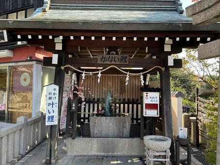 叶い鯉 北野天満宮,叶い鯉,恋愛成就の写真素材