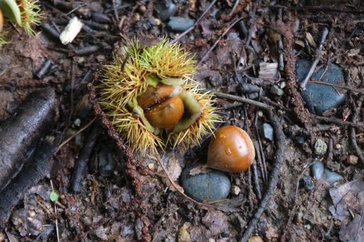 栗 栗,クリ,自然の写真素材