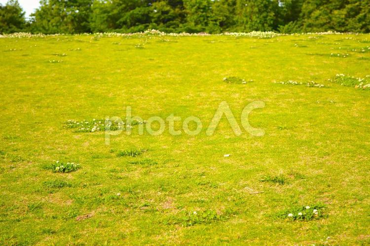公園の植物 野原,丘,シロツメクサの写真素材