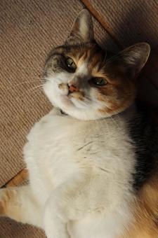 寝転ぶ三毛猫(上から) 寝転ぶ三毛猫(上から)の写真