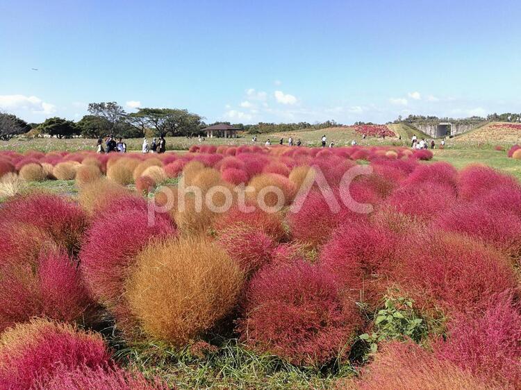 もふもふなコキアがとてもキレイ コキア,モフモフ,赤の写真素材