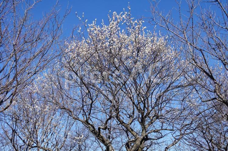 ＜春のイメージ＞梅の花 梅,花,梅花の写真素材