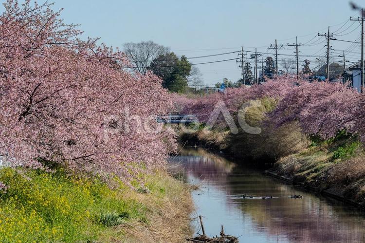 青毛堀川沿いの河津桜 河津桜,サクラ,青毛堀川の写真素材