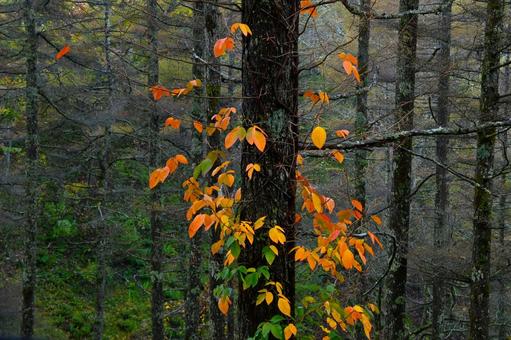 ツタウルシの紅葉 ツタウルシ,紅葉,色付きの写真素材