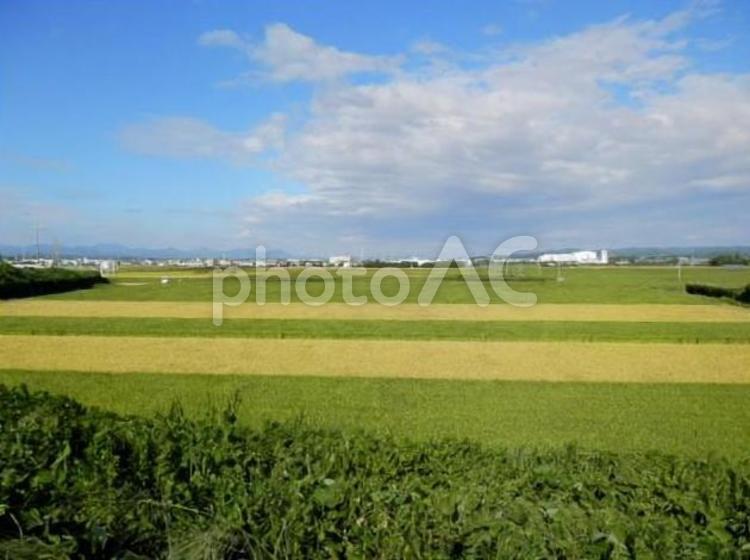 袋井の風景 畑,田舎,風景の写真素材
