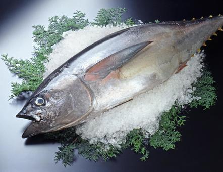 マグロ マグロ まぐろ,鮪,マグロの写真素材