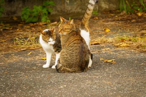 のんびりくつろぐのら猫 猫,ネコ,動物の写真素材