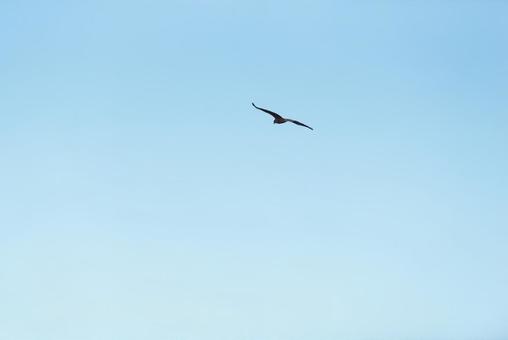 A black kite gracefully soaring through the sky, JPG A black kite gracefully soaring through the sky, JPG