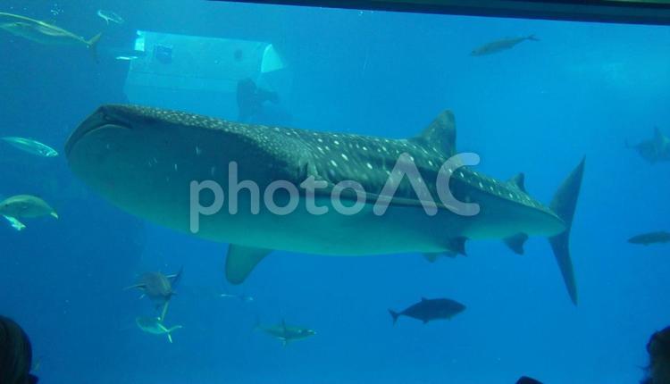 水族館のジンベエザメ 海洋生物,ジンベイザメ,魚の写真素材